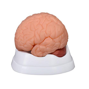 New Style Brain Model 9 Parts